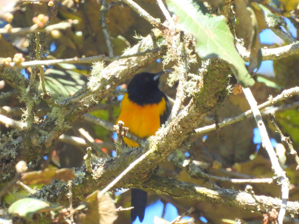 Black-vented Oriole - ML637251378