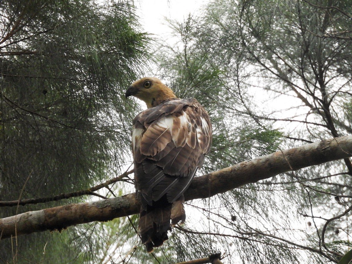Philippine Honey-buzzard - ML637251393