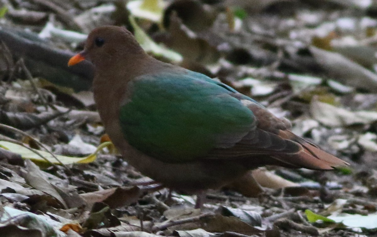 Pacific Emerald Dove - ML637251424