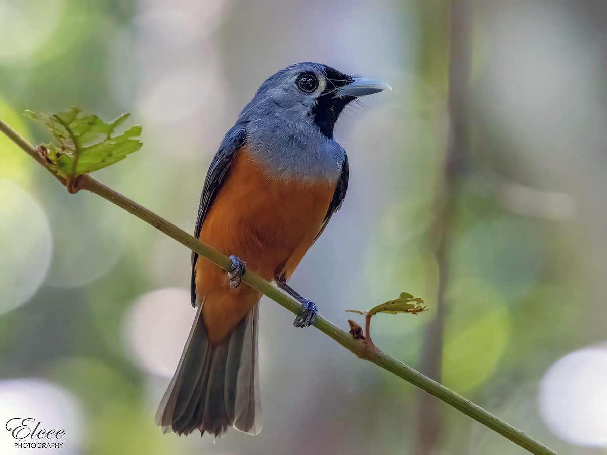 Black-faced Monarch - ML637251427