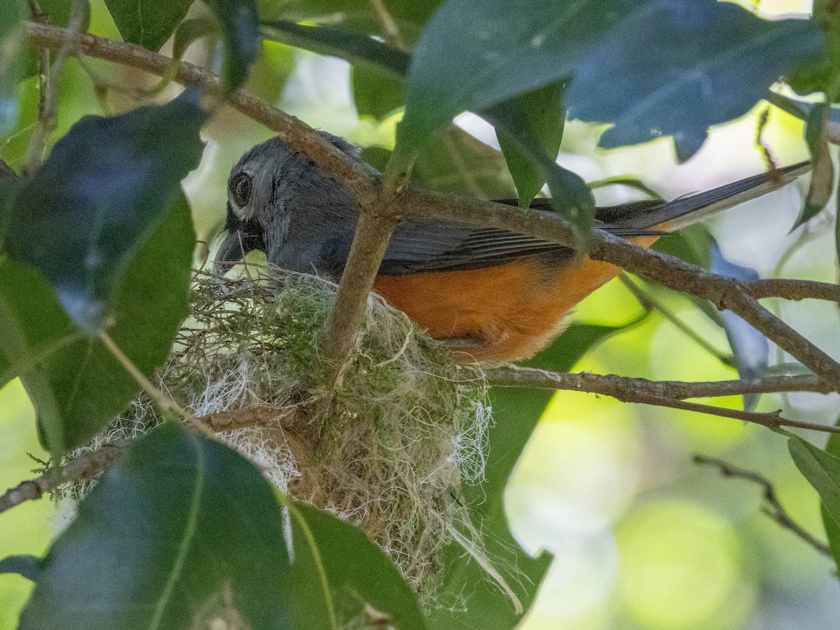 Black-faced Monarch - ML637251428