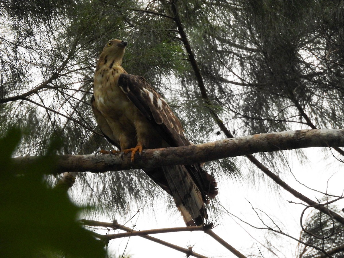 Philippine Honey-buzzard - ML637251450