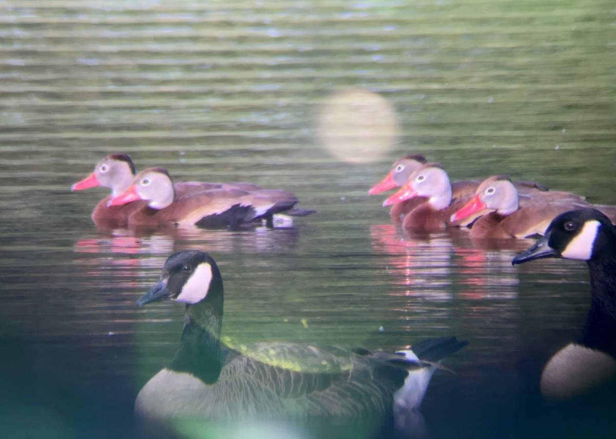 Black-bellied Whistling-Duck - ML637251478