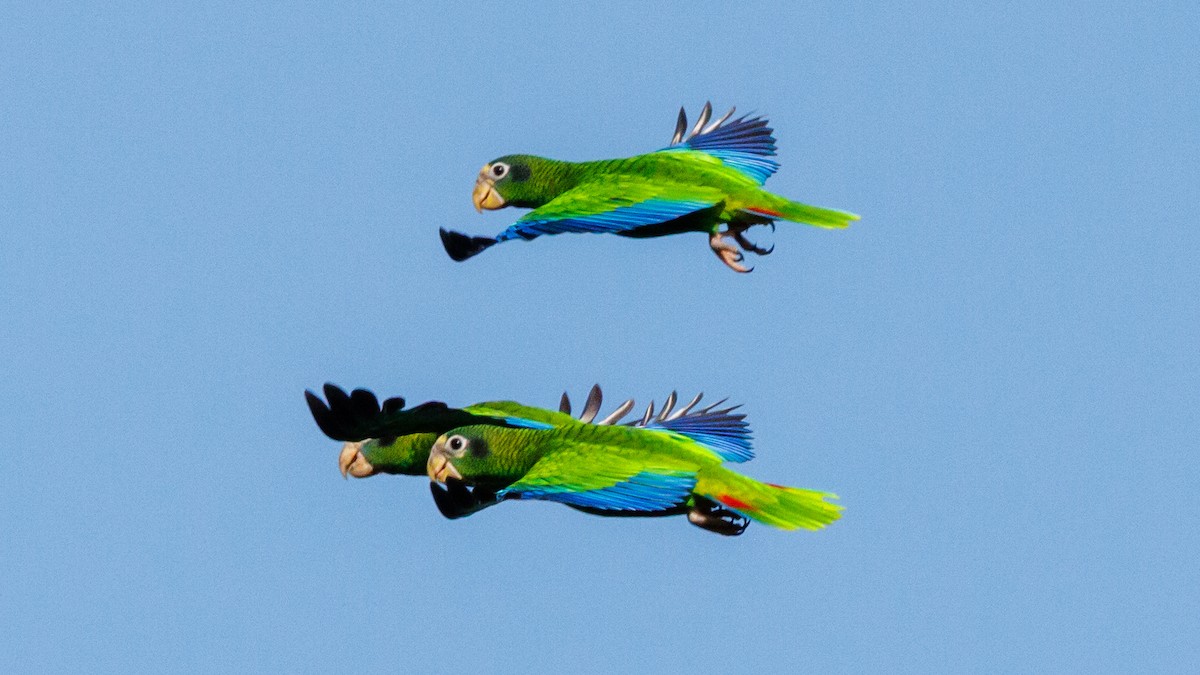 Hispaniolan Amazon - ML637251564