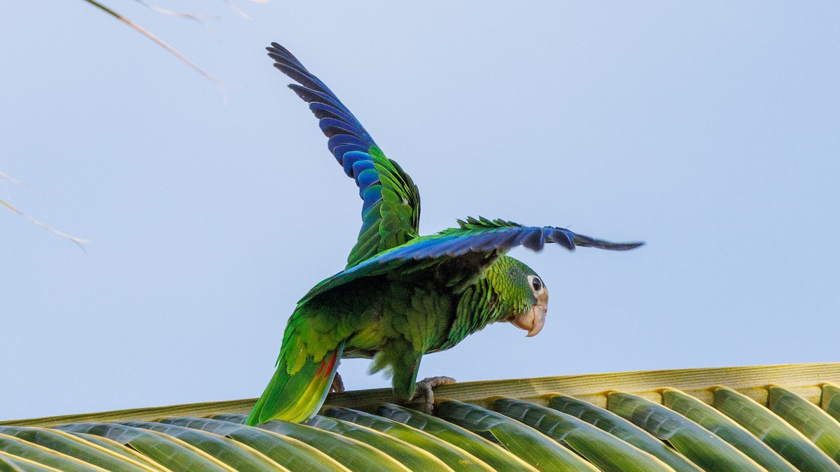 Hispaniolan Amazon - ML637251565