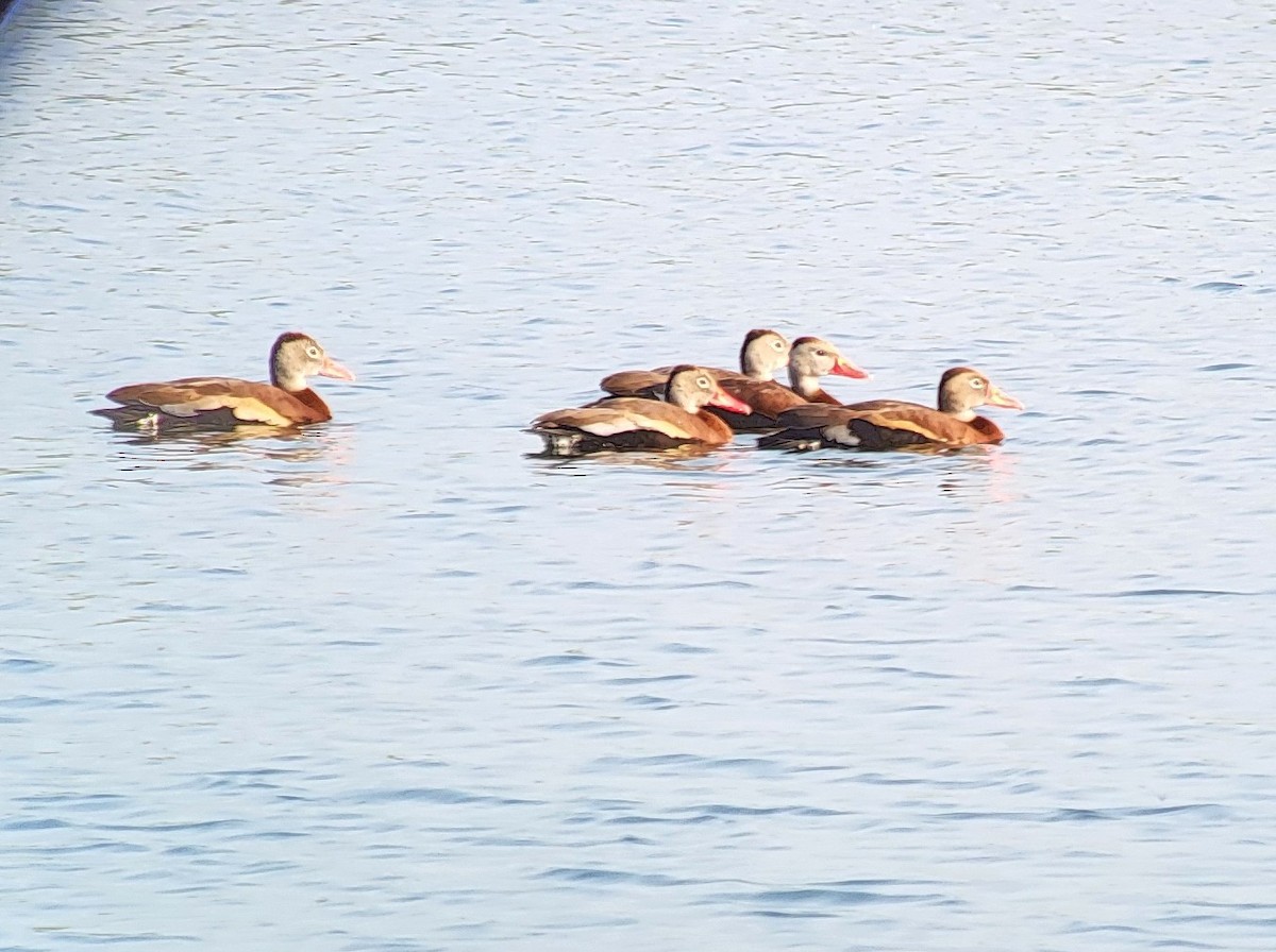 Black-bellied Whistling-Duck - ML637251573