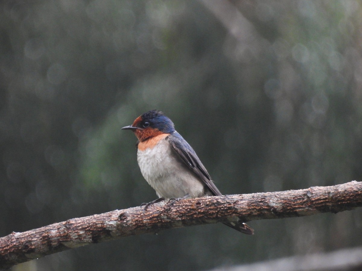 Pacific Swallow - ML637251594