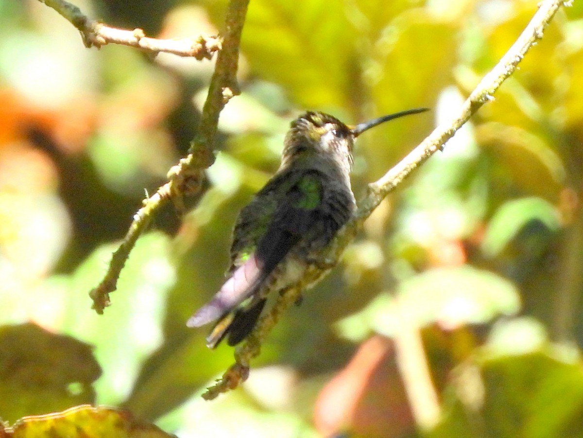 Amethyst-throated Mountain-gem (Amethyst-throated) - ML637251632