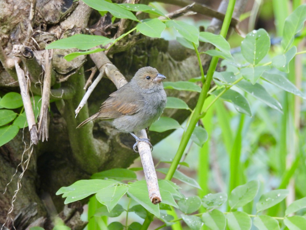 Lesser Antillean Bullfinch - ML637251636