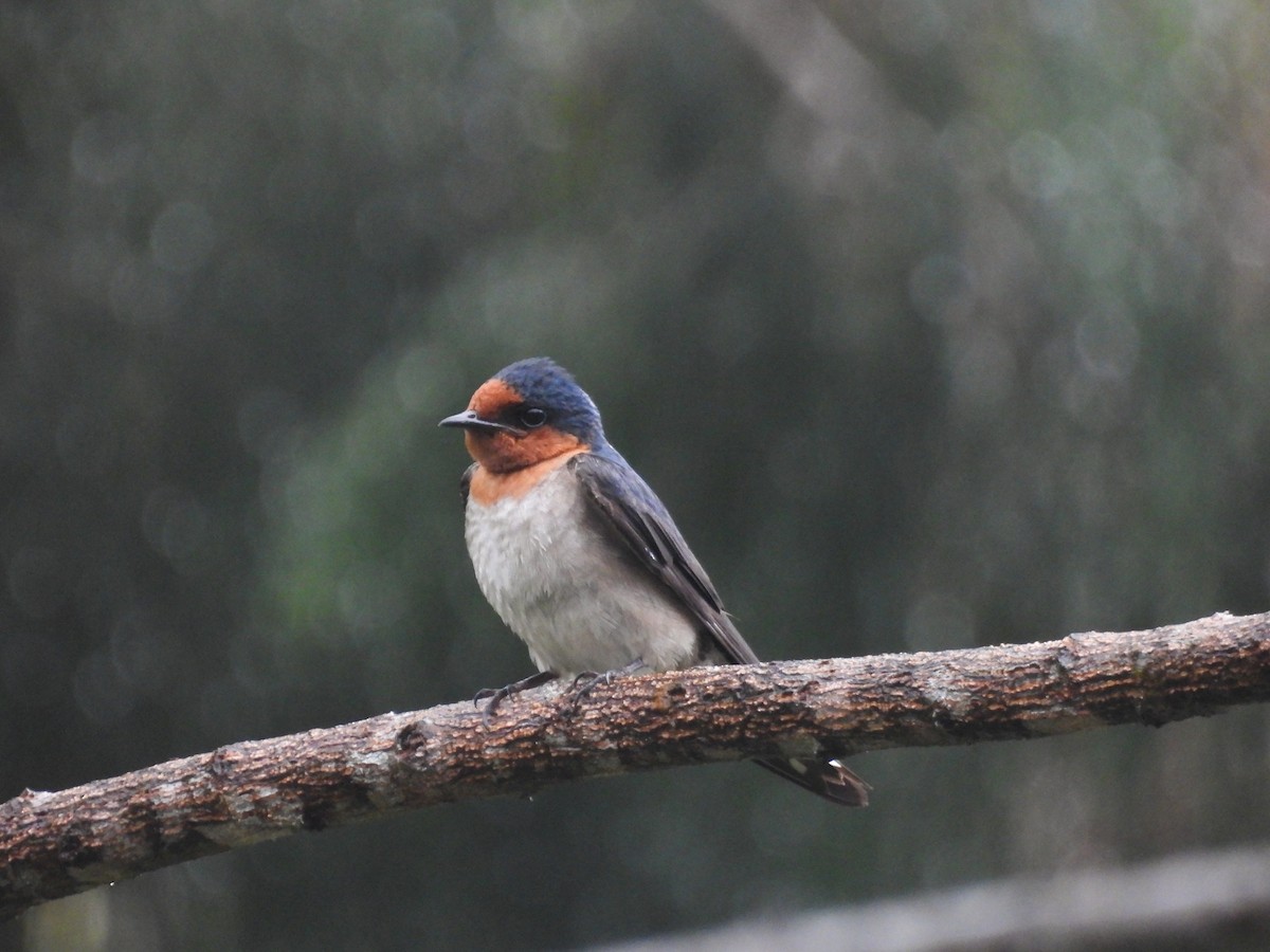 Pacific Swallow - ML637251638