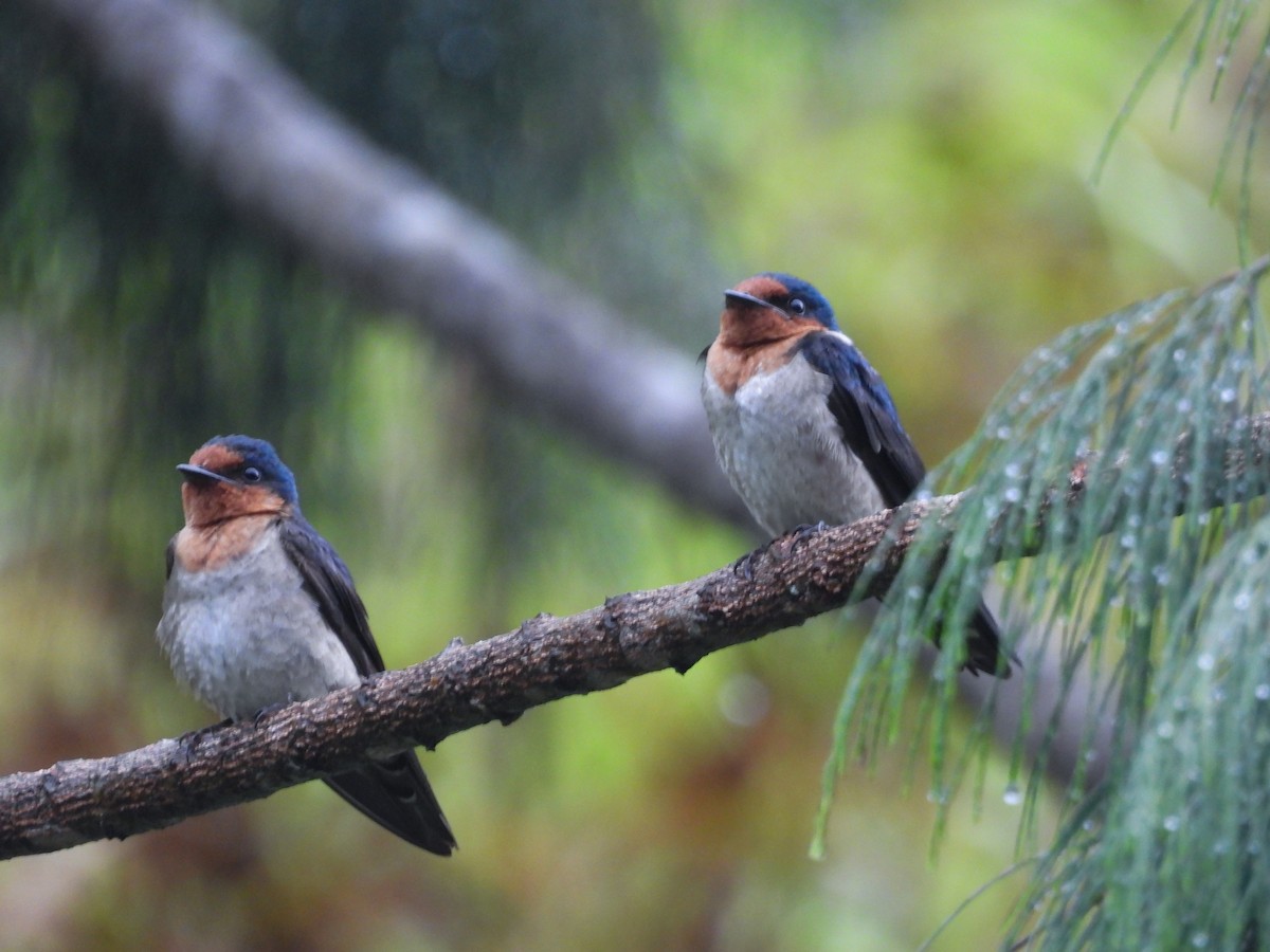 Pacific Swallow - ML637251658
