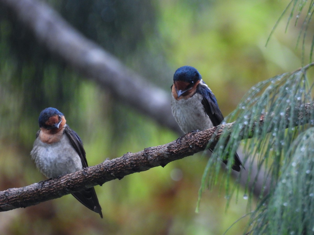 Pacific Swallow - ML637251671