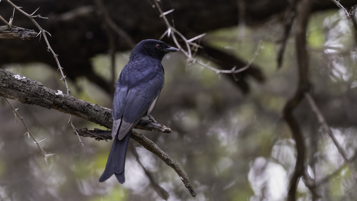 Fork-tailed Drongo (Clancey's) - ML637251690