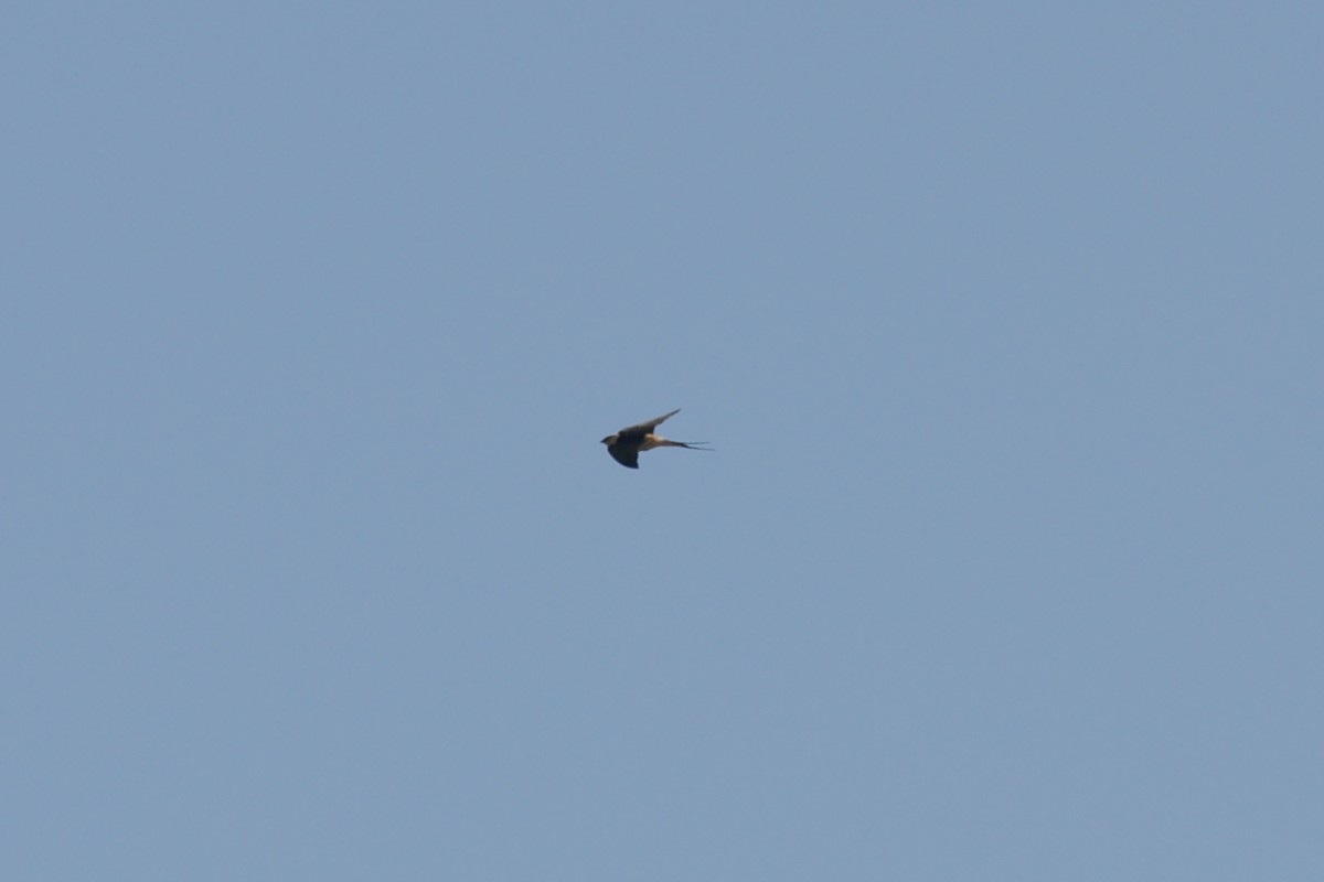 Rufous-chested Swallow - ML637251700