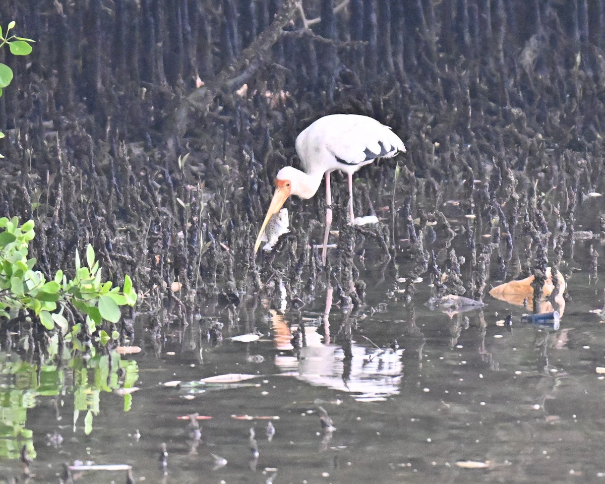 Milky Stork - ML637251730