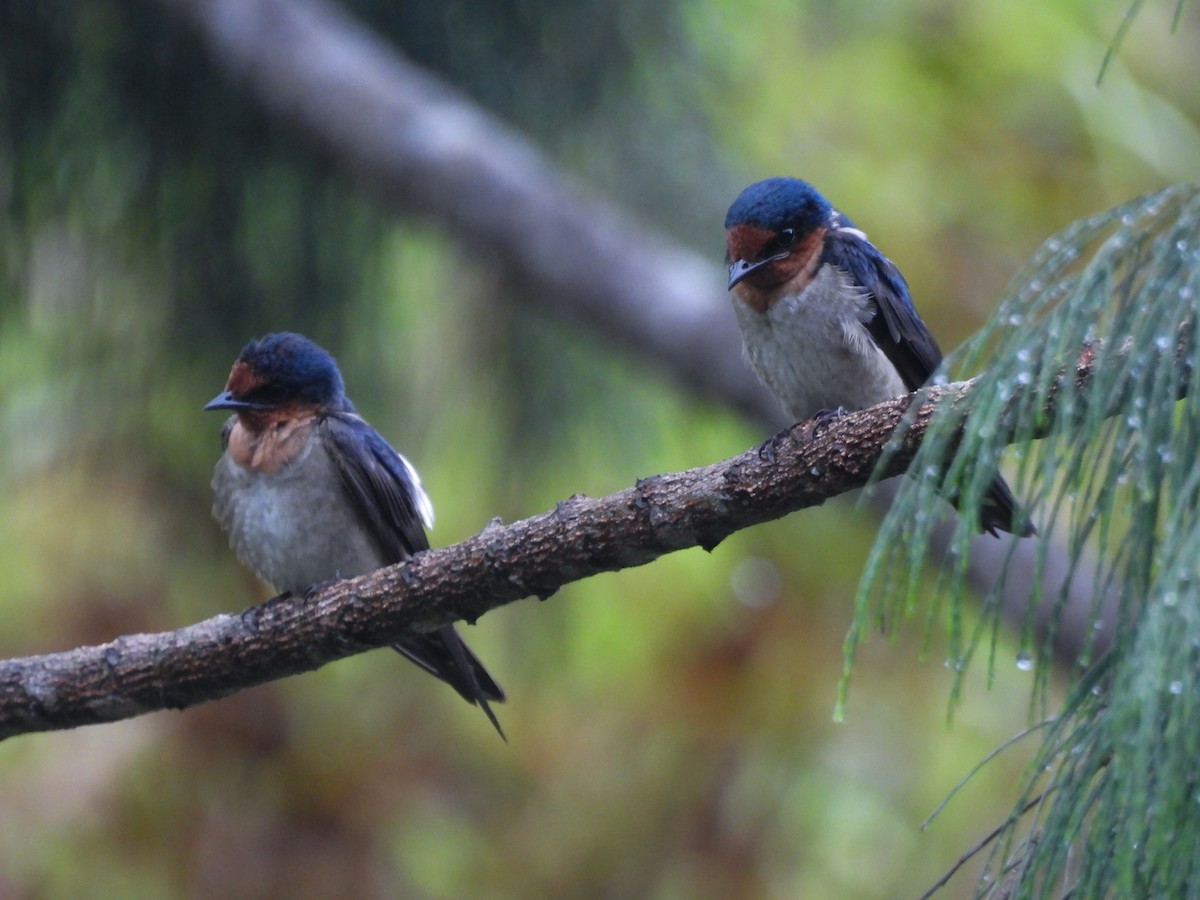 Pacific Swallow - ML637251733