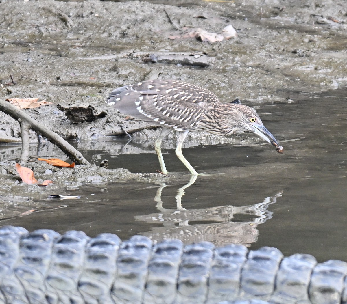 Black-crowned Night Heron - ML637251742