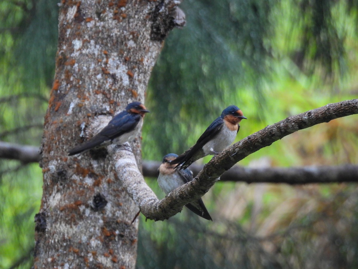 Pacific Swallow - ML637251748