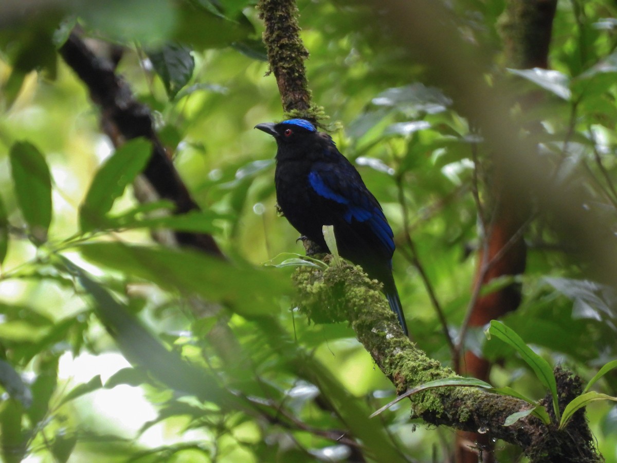 Philippine Fairy-bluebird - ML637251791