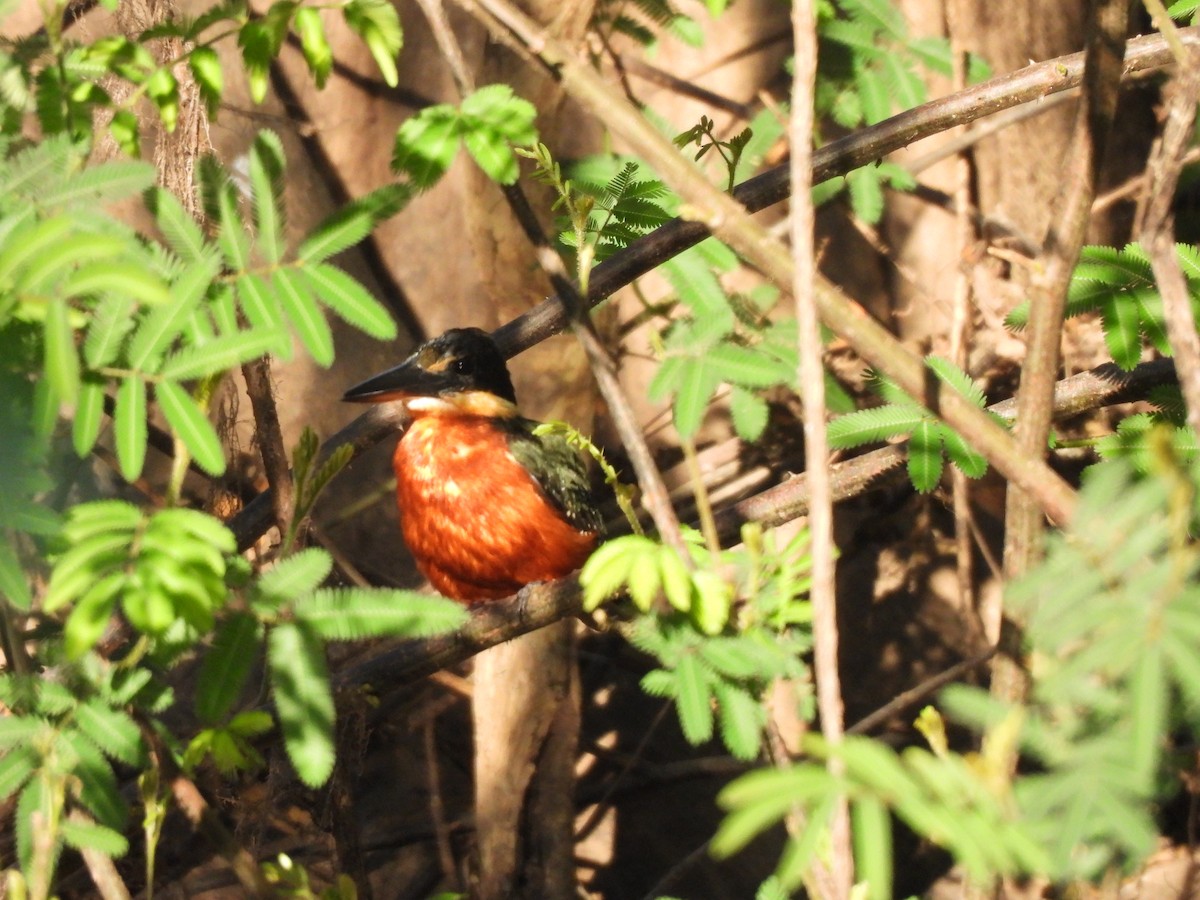 Green-and-rufous Kingfisher - ML637251796