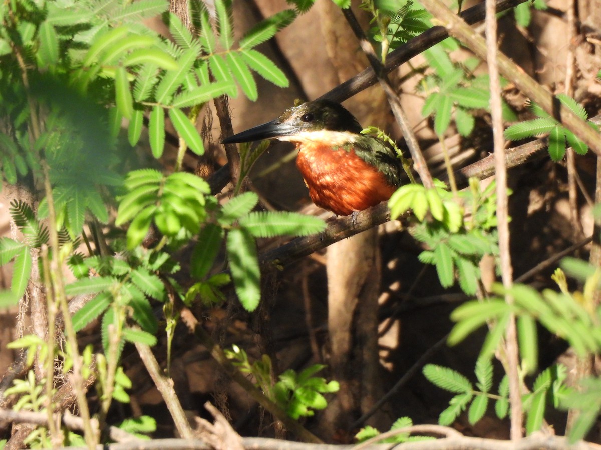 Green-and-rufous Kingfisher - ML637251797