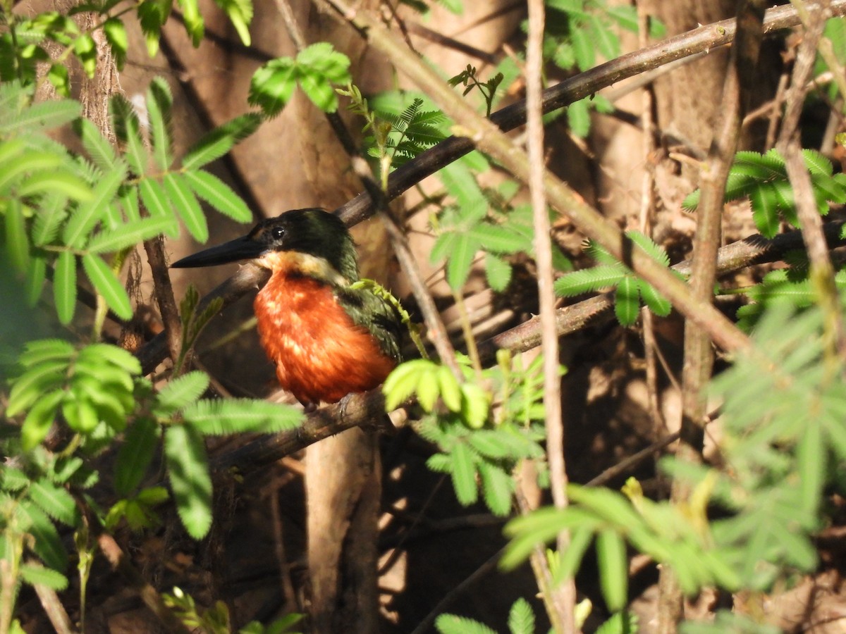 Green-and-rufous Kingfisher - ML637251798
