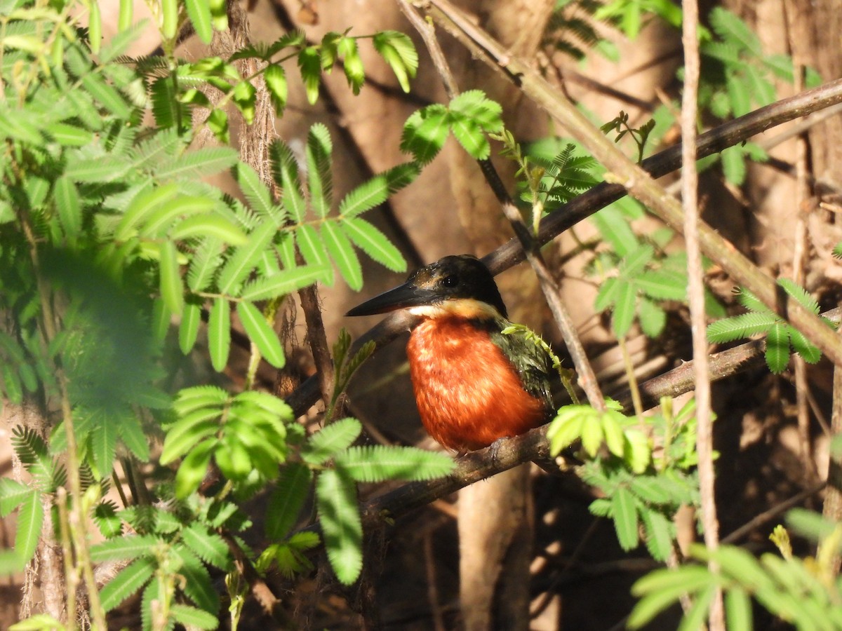Green-and-rufous Kingfisher - ML637251799