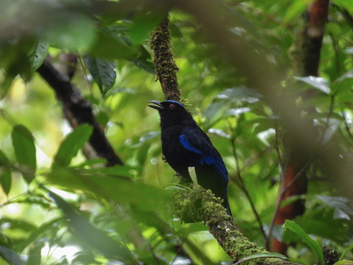 Philippine Fairy-bluebird - ML637251808