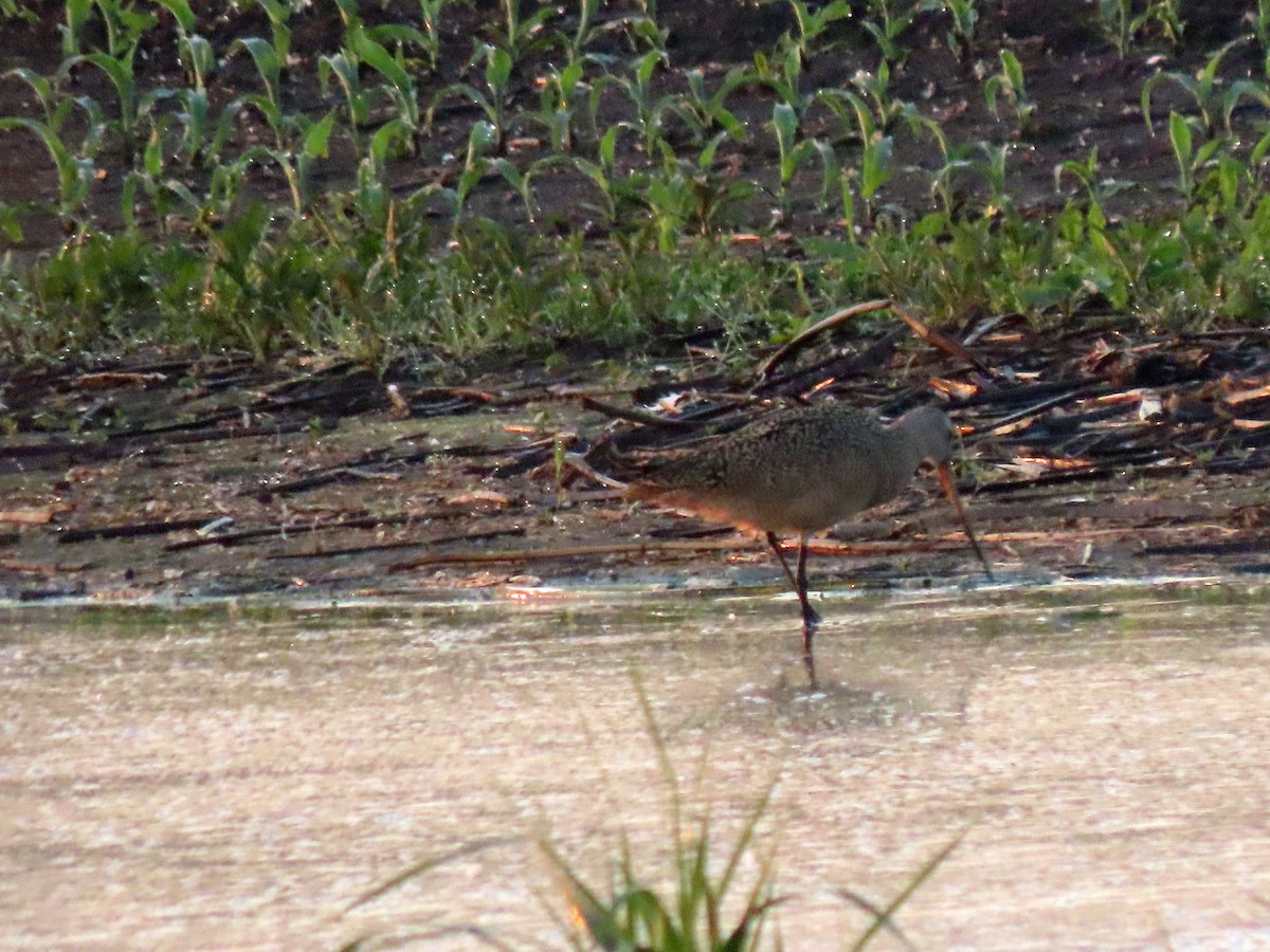 Marbled Godwit - ML637251840