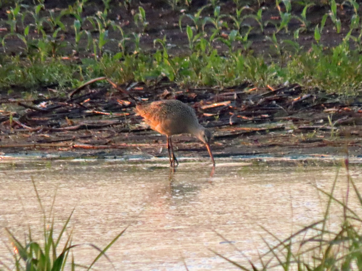 Marbled Godwit - ML637251841