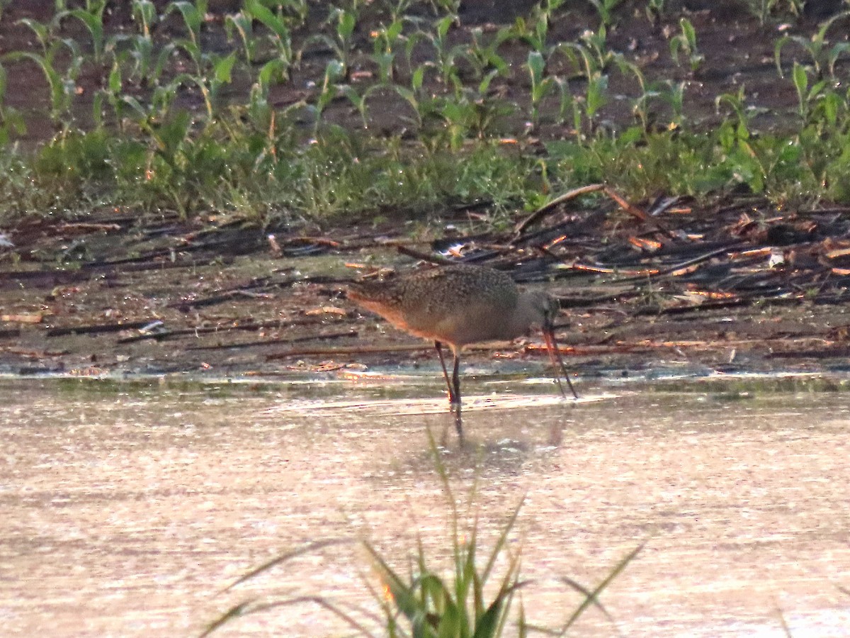Marbled Godwit - ML637251842