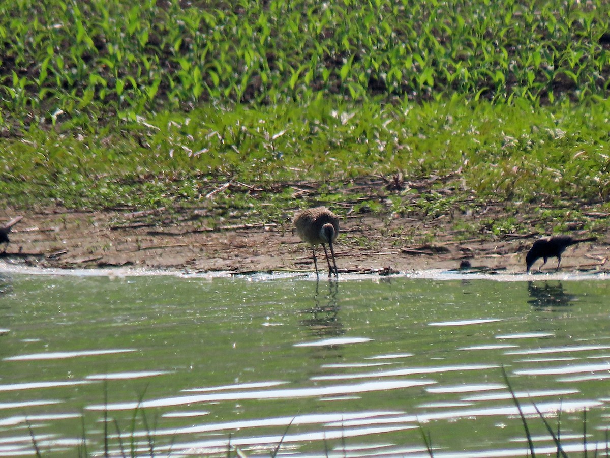Marbled Godwit - ML637251843