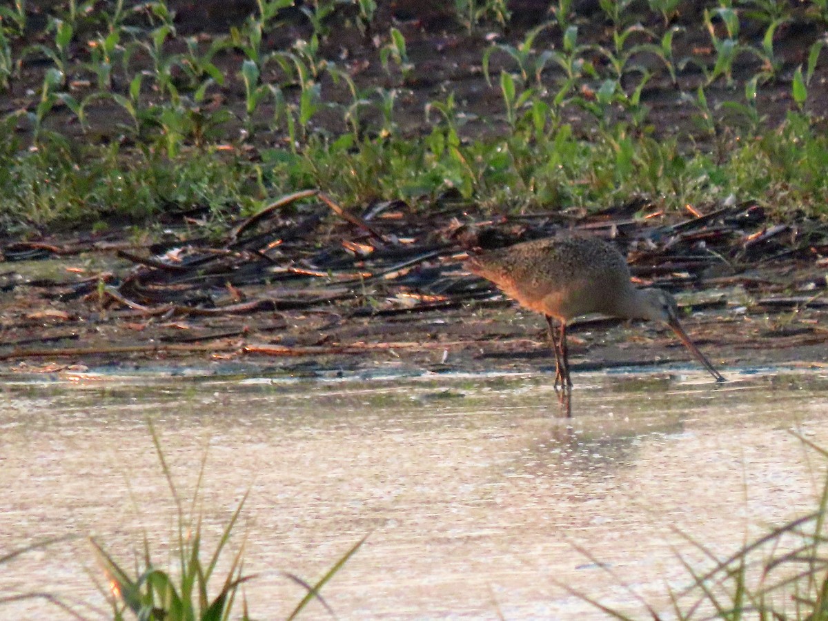 Marbled Godwit - ML637251844