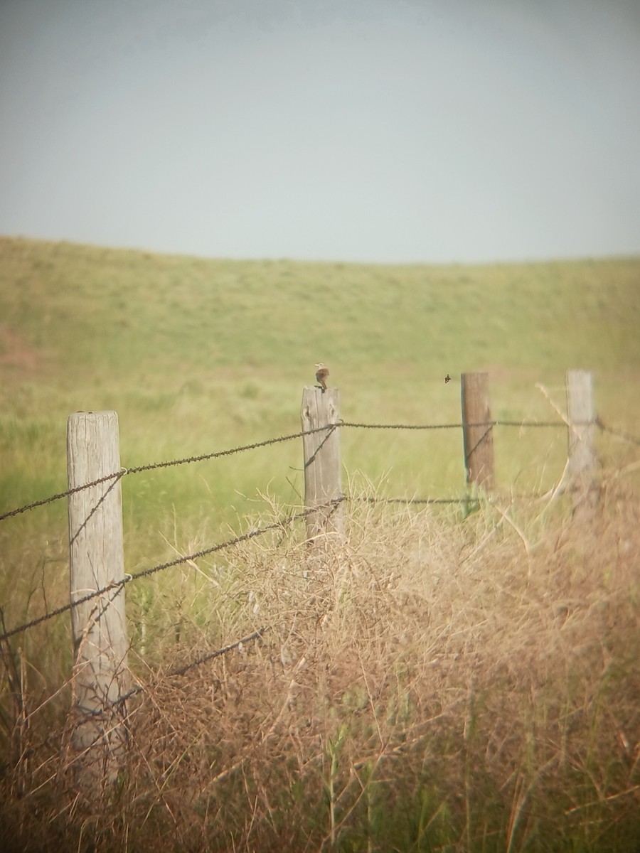 Cassin's Sparrow - ML637251873