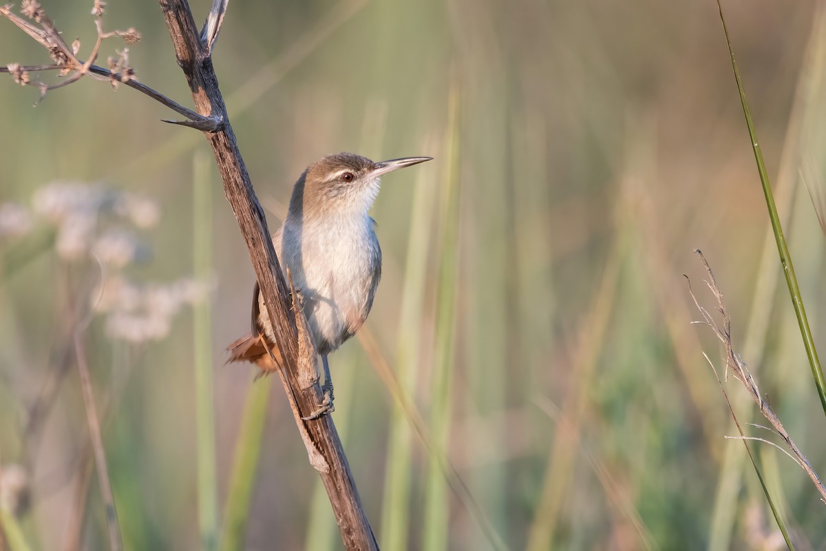 Straight-billed Reedhaunter - ML637251981
