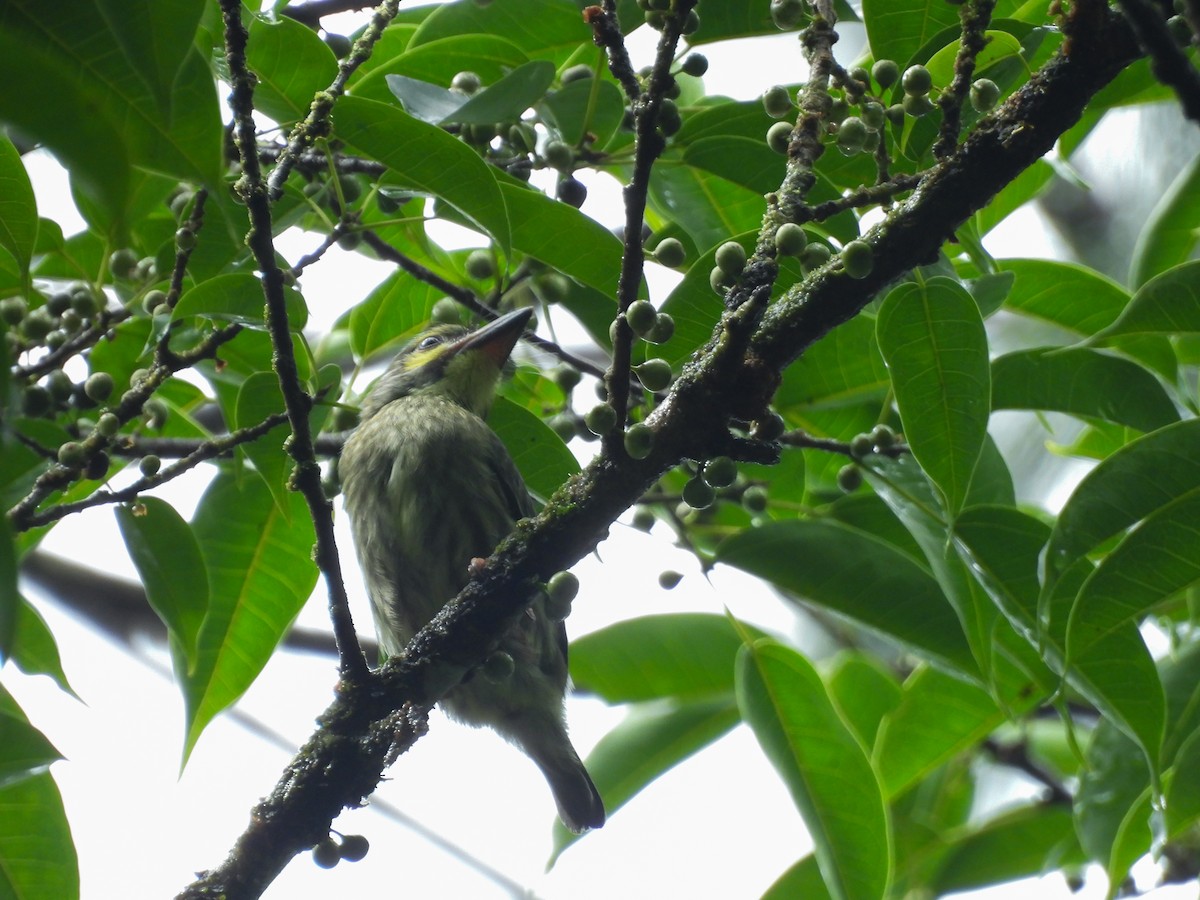 Coppersmith Barbet - ML637251983