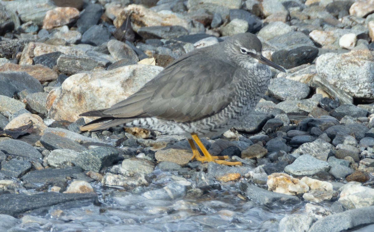 Wandering Tattler - ML637252009