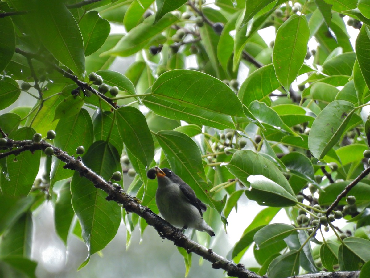 Bicolored Flowerpecker - ML637252064