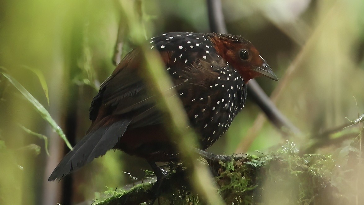 Ocellated Tapaculo - ML637252085