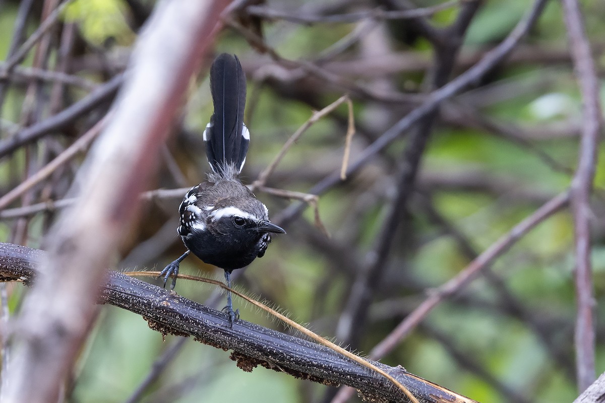 Black-bellied Antwren - ML637252092