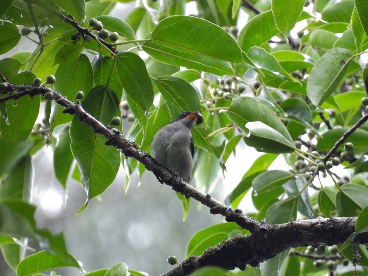 Bicolored Flowerpecker - ML637252110