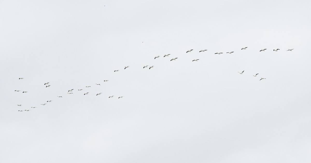 American White Pelican - ML637252136