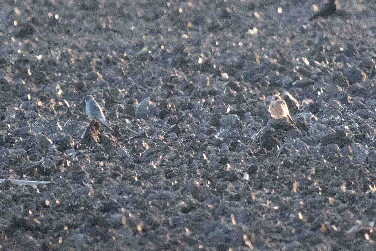 Red-footed Falcon - ML637252148