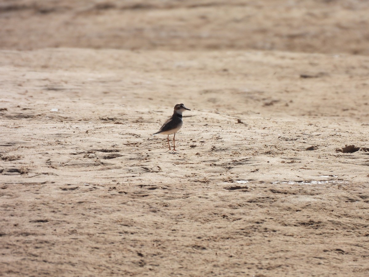 Collared Plover - ML637252162