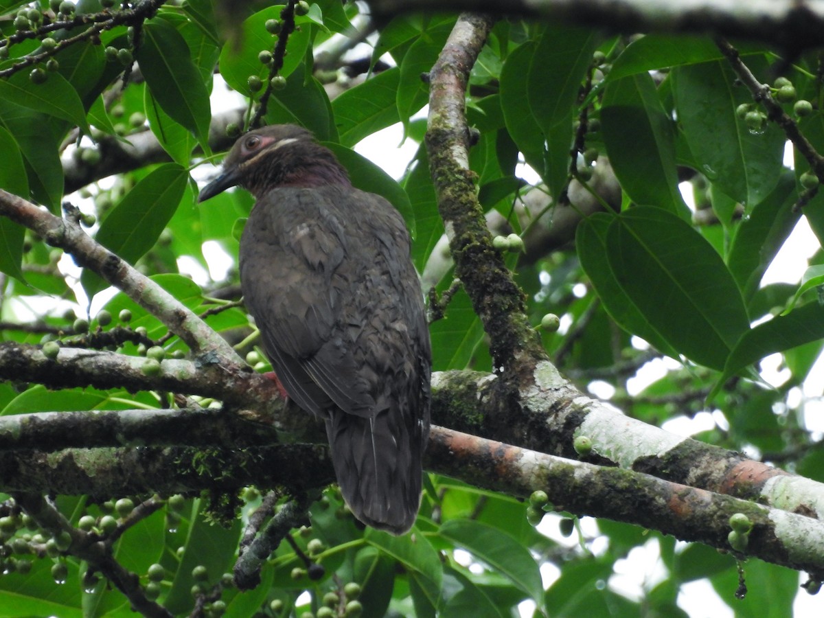 Amethyst Brown-Dove - ML637252164