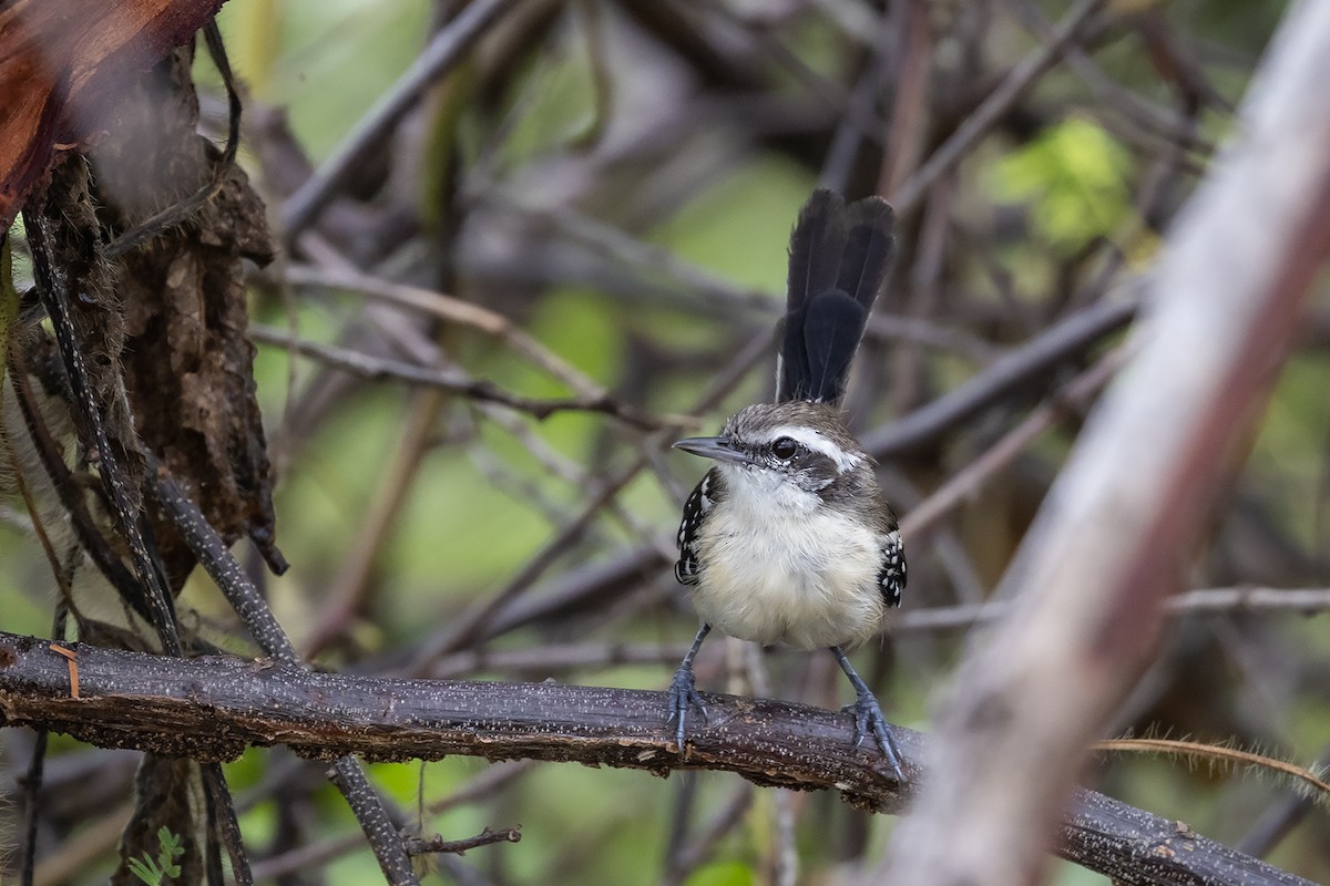 Black-bellied Antwren - ML637252169