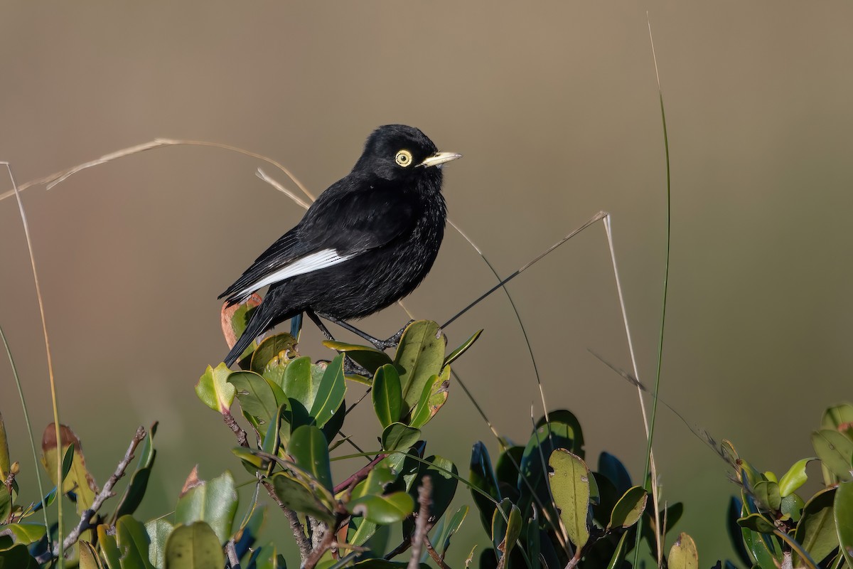 Spectacled Tyrant - ML637252216