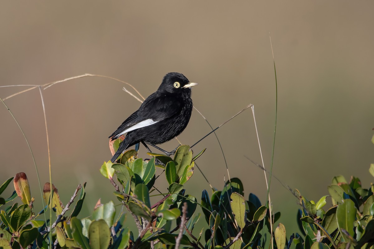 Spectacled Tyrant - ML637252217
