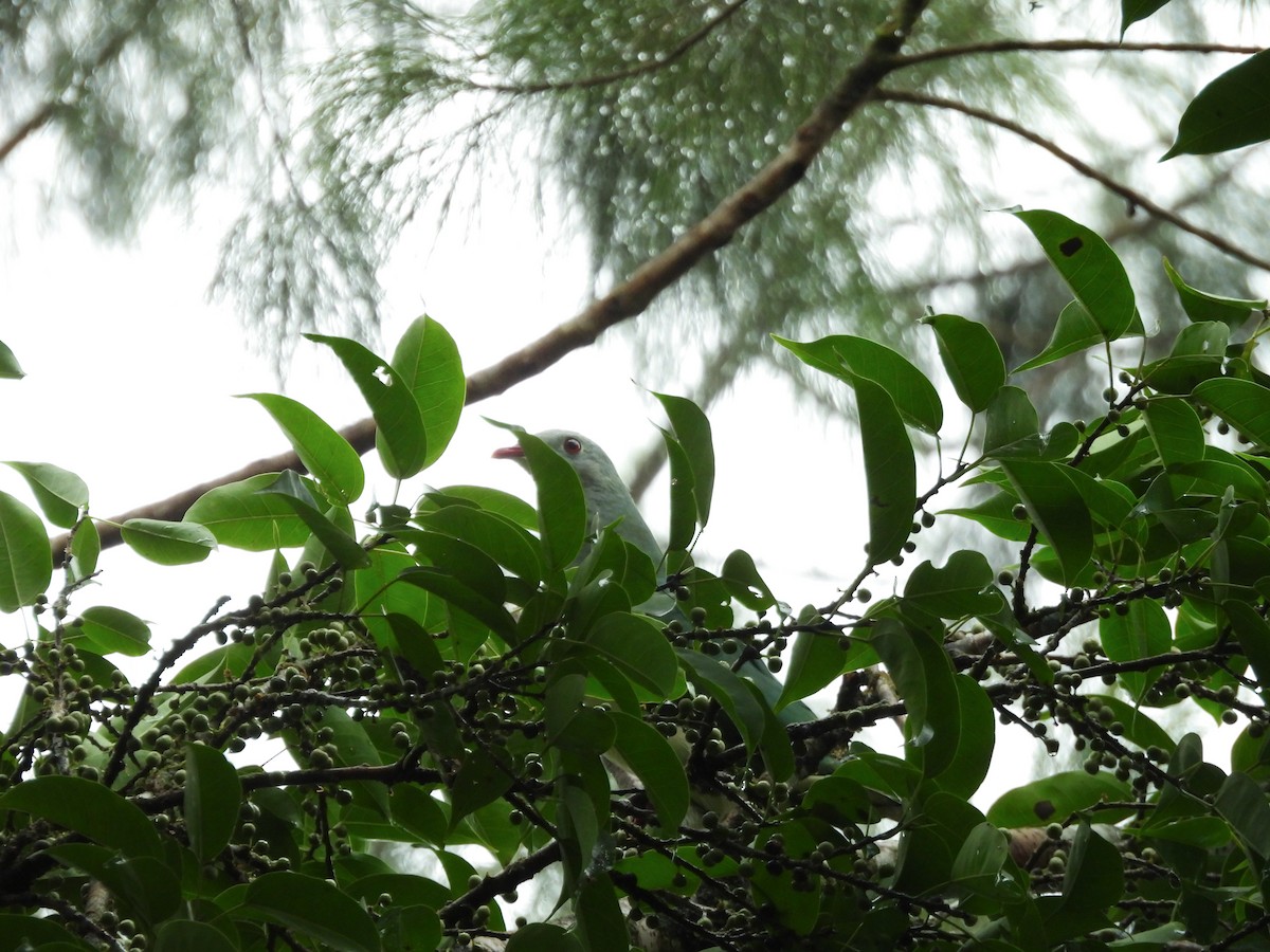 Cream-breasted Fruit-Dove - ML637252277