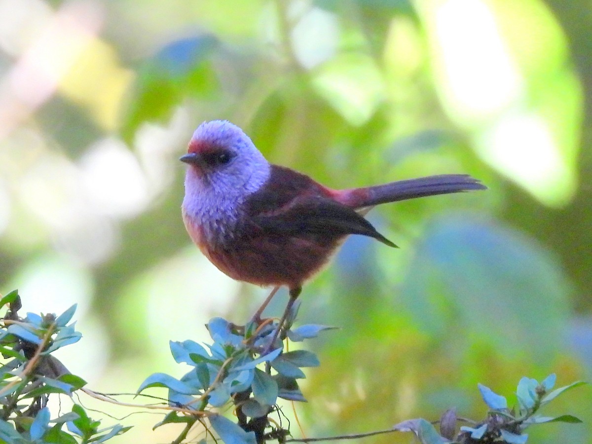 Pink-headed Warbler - ML637252279